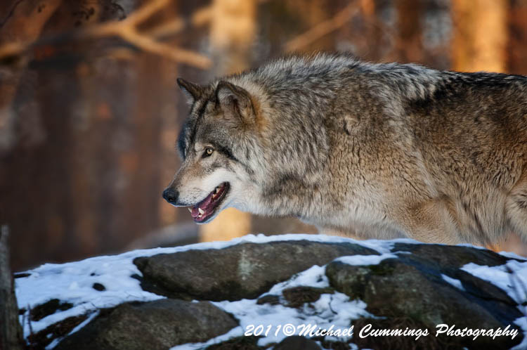 timberwolf